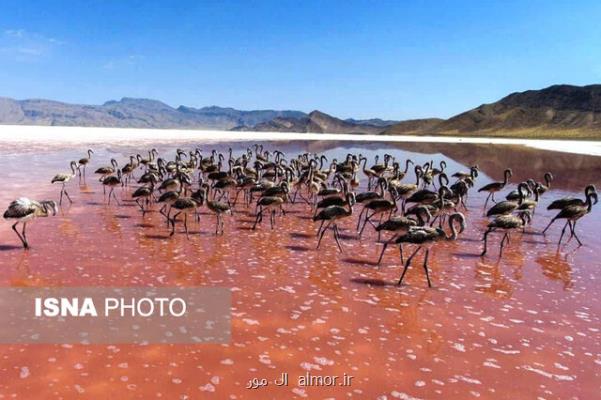 جوجه فلامینگوهای بختگان تشنه نمی مانند