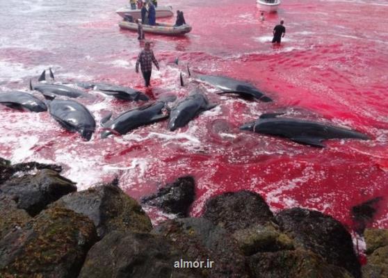 كوشش برای توقف سنت وحشیانه قتل عام نهنگ ها در دانمارك