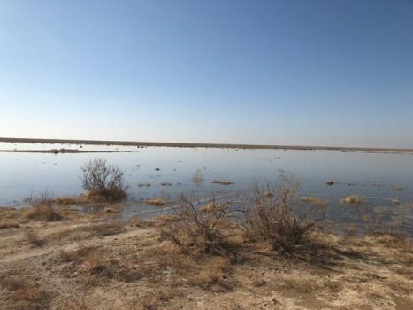 کاهش چشم گیر پرندگان مهاجر در تهران به دلیل کم آبی تالاب بندعلیخان