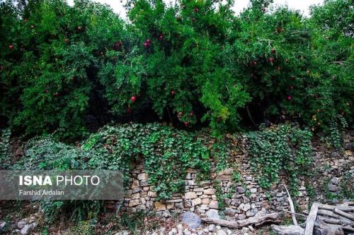 تثبیت 8 باغ پایتخت در جلسه امروز شورای شهر تهران