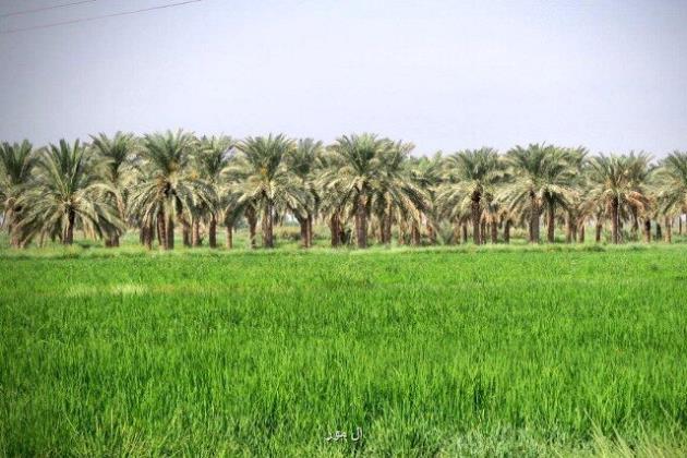 لالایی هایی که مهر وطن را با خون ما می آمیزند