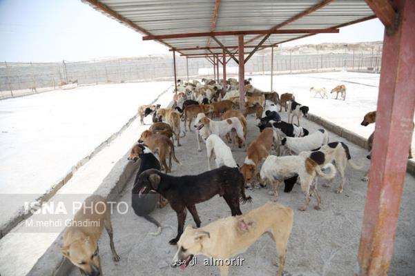 6 نكته برای كنترل جمعیت سگ های بلاصاحب