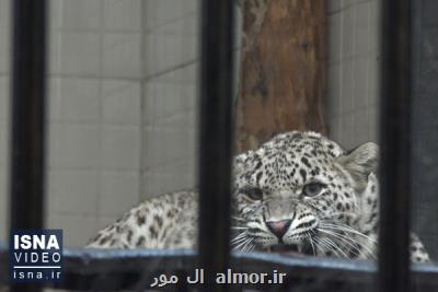 ویدئو