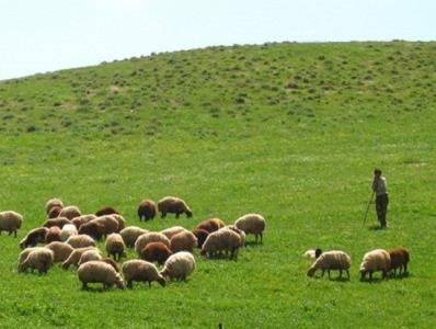 پروانه های چرای دام تا آخر سال ۱۴۰۰ منجر به طرح اجرایی شود