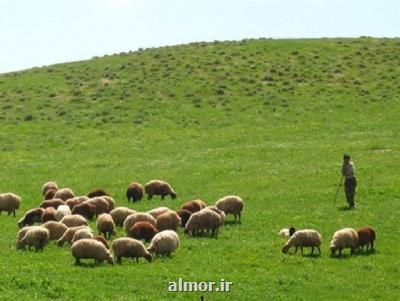 پروانه های چرای دام تا آخر سال ۱۴۰۰ منجر به طرح اجرایی شود